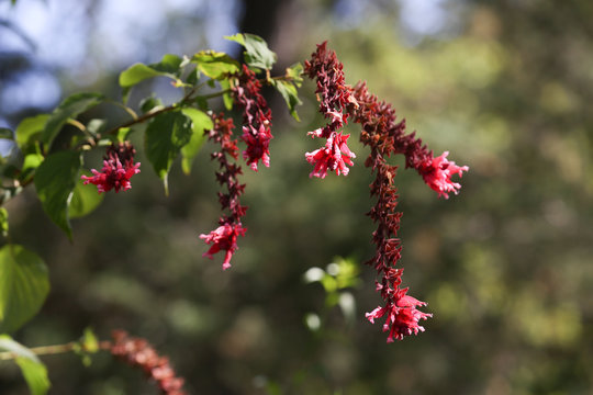 Blume Bl&uuml;te