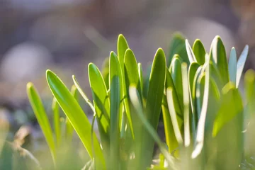 Dekokissen neue Blätter von Narcissus, die die Sonne nehmen. © CLement