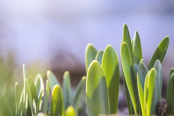 Fototapeten neue Blätter von Narcissus, die die Sonne nehmen. © CLement