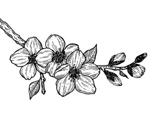 Fototapeta premium Cherry blossom branch engraving vector