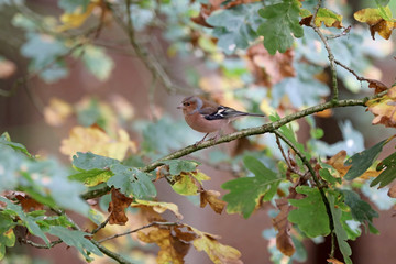 Common chaffinch
