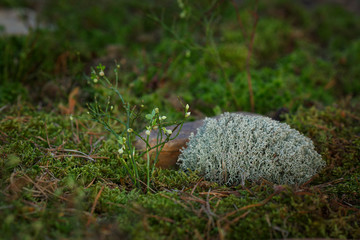 blossoming moss next to a stone