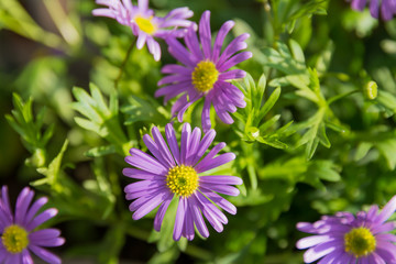 violettes Gänseblümchen