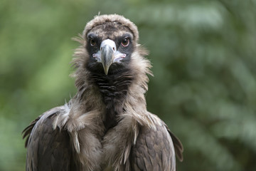 Cinereous vulture