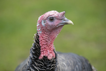 Turkey
