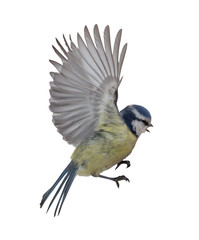 eurasian blue tit in flight isolated on white