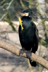 Great cormorant with fishook and spinner in beak