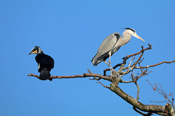 Great cormorant and Blue Heron in a tree with a blue sky background