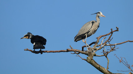 Fototapeta premium Great cormorant and Blue Heron in a tree with a blue sky background