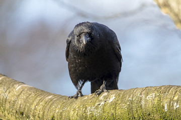 Carrion Crow Close-up