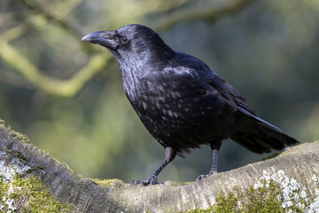 Carrion Crow Close-up