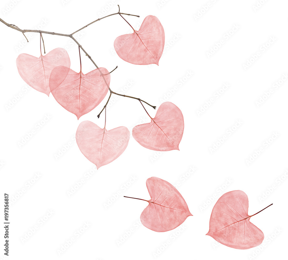 Canvas Prints branch with red heart shape leaves on white