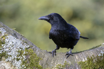 Carrion Crow Close-up