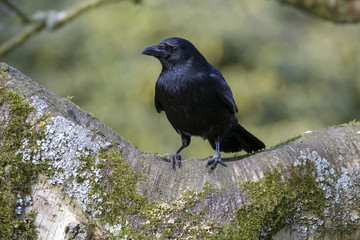 Carrion Crow Close-up