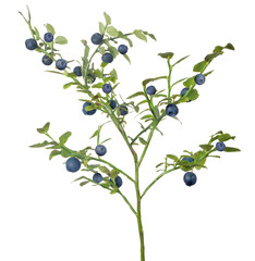 dark green blueberry medium lush branch with berries