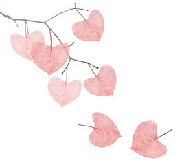 branch with red heart shape leaves on white