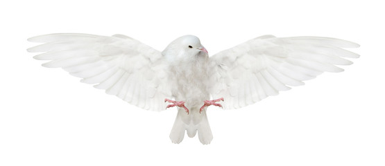 isolated flying white dove bottom view