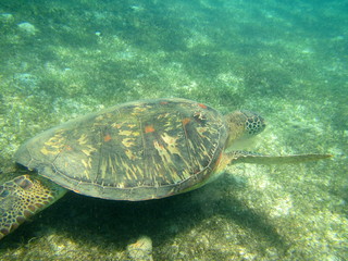 Obraz premium Turtle