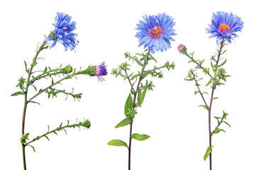Obraz na płótnie Canvas blue color garden flowers collection on white
