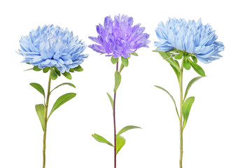 set of three isolated aster flowers