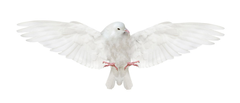 isolated flying white dove bottom view