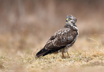 Common buzzard (Buteo buteo)