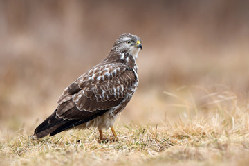 Common buzzard (Buteo buteo)