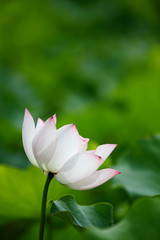 Fototapeta premium Close-up view of a lovely pale pink lotus flower ( water lily ) blooming among green leaves with delicate petals appearing transparent under bright sunshine ( blurred background effect )