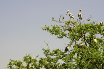 Egret island on the big tree.