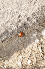 insect, ladybug, ladybird, nature, red