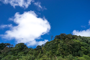 day time blue sky in forests and cloudy background