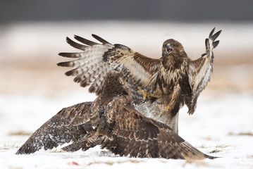 Common buzzards (Buteo buteo) fighting