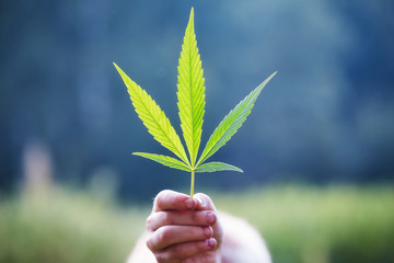 Green cannabis leaf in hand