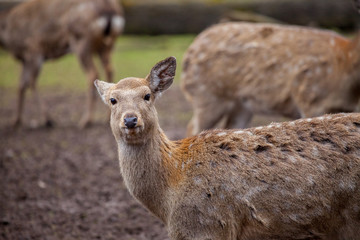 Dybowski deer stands in a wildlife scene