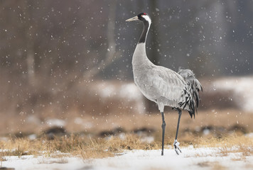 Common crane (Grus grus)