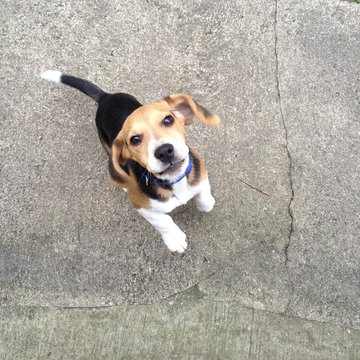 beagle puppy