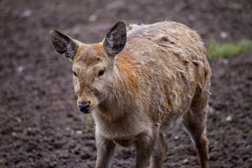 Dybowski deer stands in a wildlife scene
