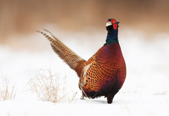 Ringneck Pheasant (Phasianus colchicus)