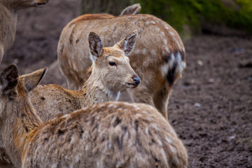 Dybowski deer stands in a wildlife scene
