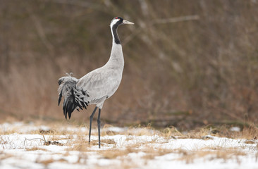 Common crane (Grus grus)
