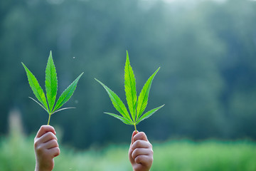 Green cannabis leaf in hand