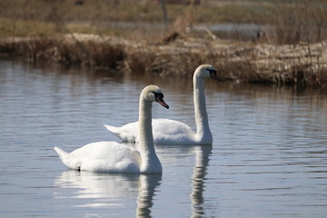 die ersten Höckerschwäne treffen sich auf einem Weiher in Franken zur Paarung