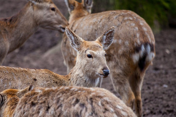 Naklejka na ściany i meble Dybowski deer stands in a wildlife scene