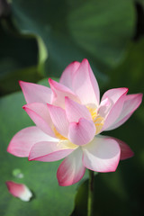 Close-up view of a lovely pale pink waterlily flower with delicate petals and yellow stamen blooming among green leaves in a lotus pond under bright sunshine
 ( blurred background effect )