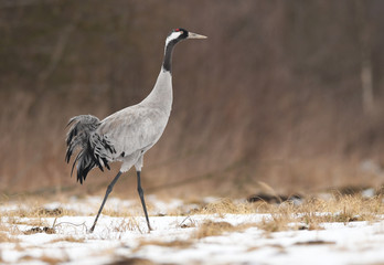 Common crane (Grus grus)