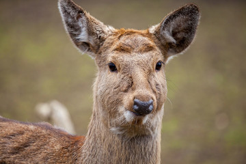 Dybowski deer stands in a wildlife scene