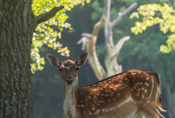Spotted female fallow deer gazing at camera