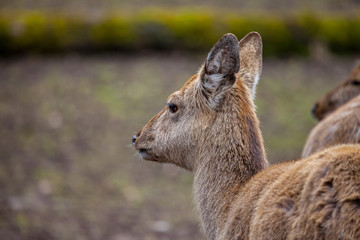 Dybowski deer stands in a wildlife scene