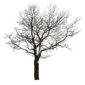 isolated bare oak tree in light snow