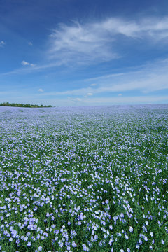 Flax field blooming, flax agricultural cultivation.